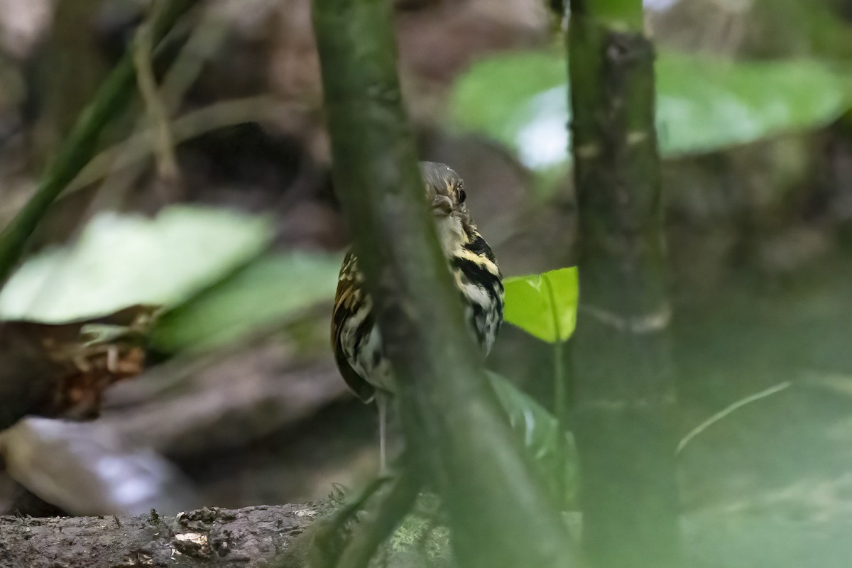 Streak-chested Antpitta - ML528614941