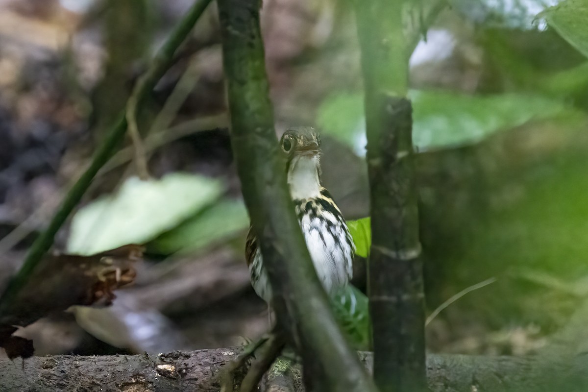 Streak-chested Antpitta - ML528614951