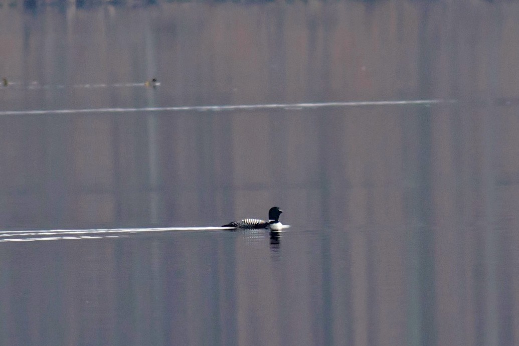 Common Loon - ML52861501