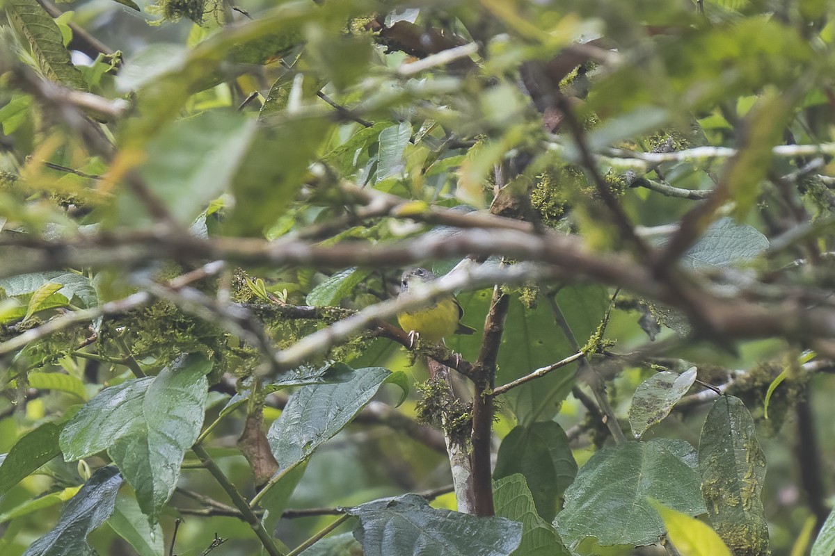 Mourning Warbler - Paul Beerman