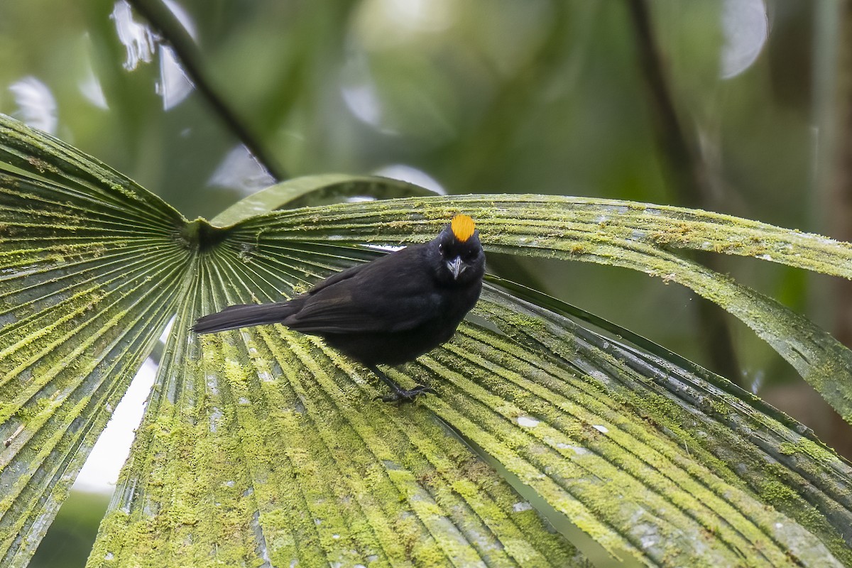 Tawny-crested Tanager - Paul Beerman