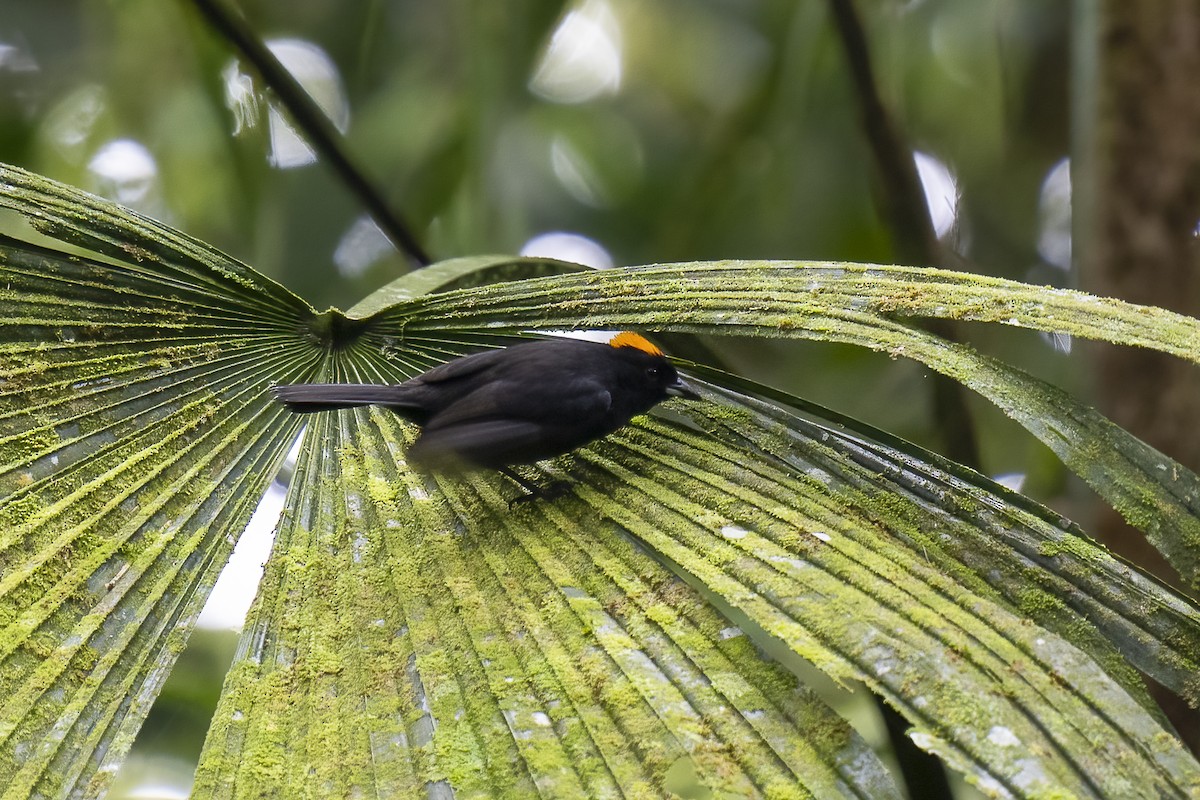 Tawny-crested Tanager - Paul Beerman