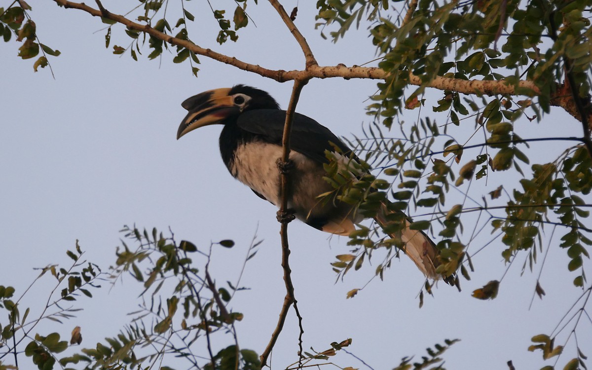 Oriental Pied-Hornbill - Sandeep Biswas