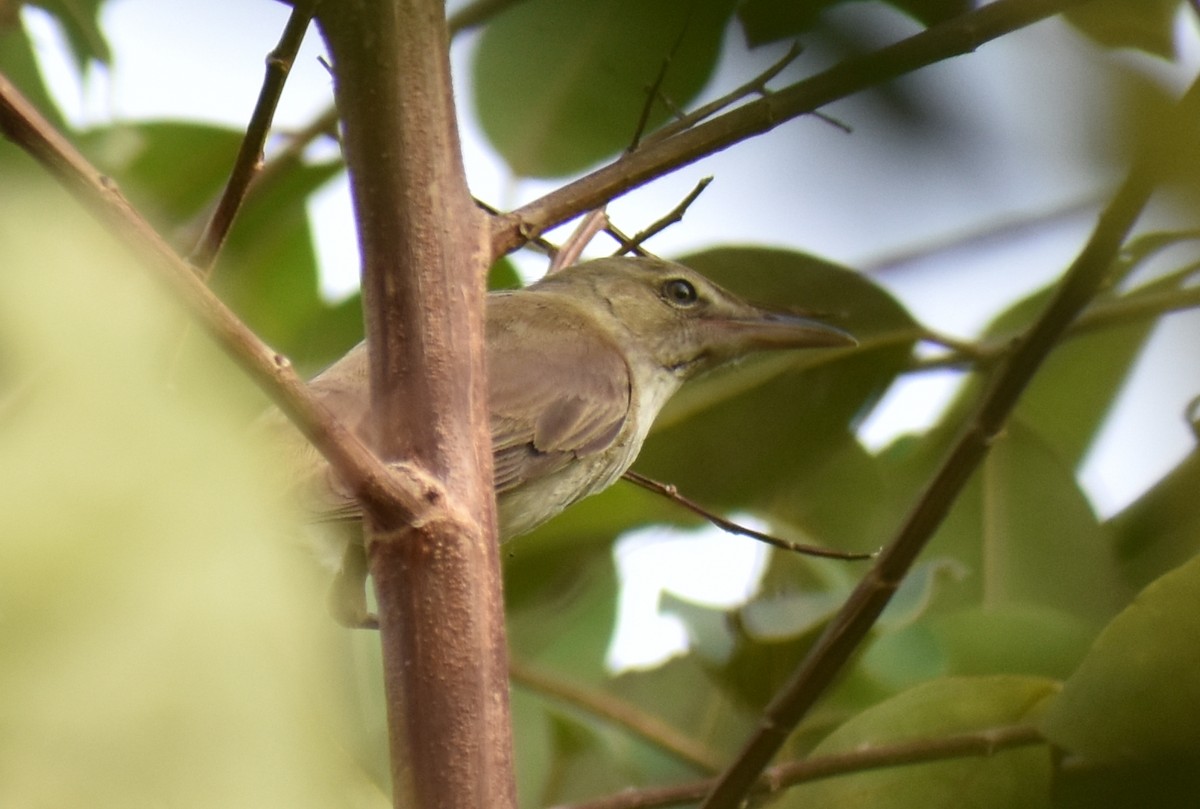 Thick-billed Warbler - ML528617151