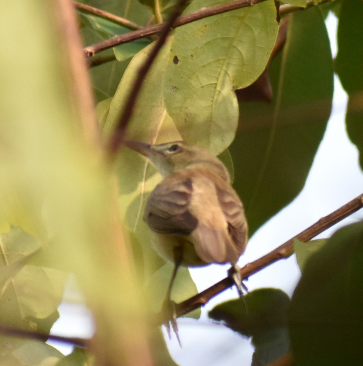 Thick-billed Warbler - ML528617171