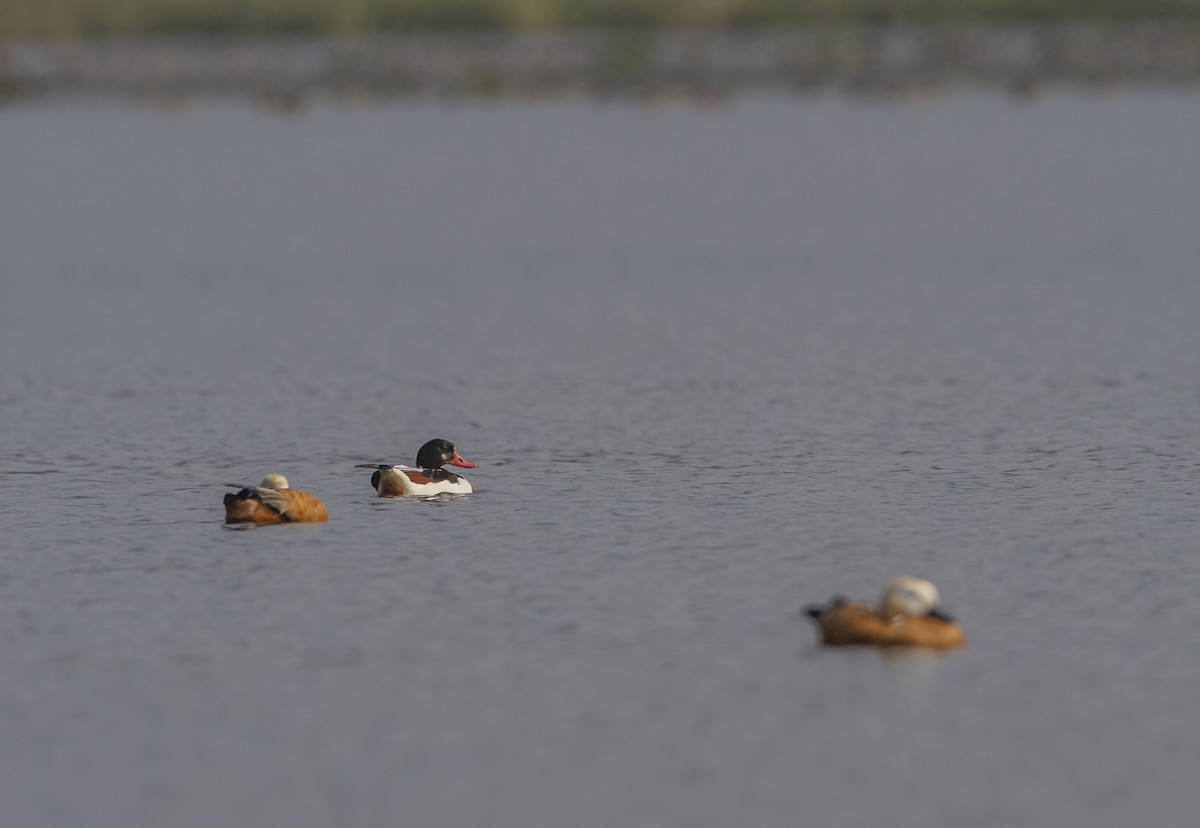 Common Shelduck - ML528618271