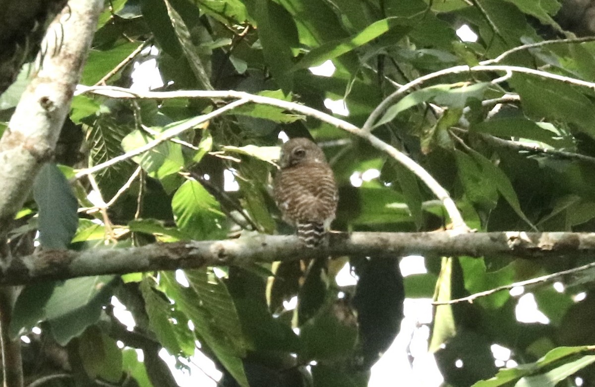 Asian Barred Owlet - ML528619521