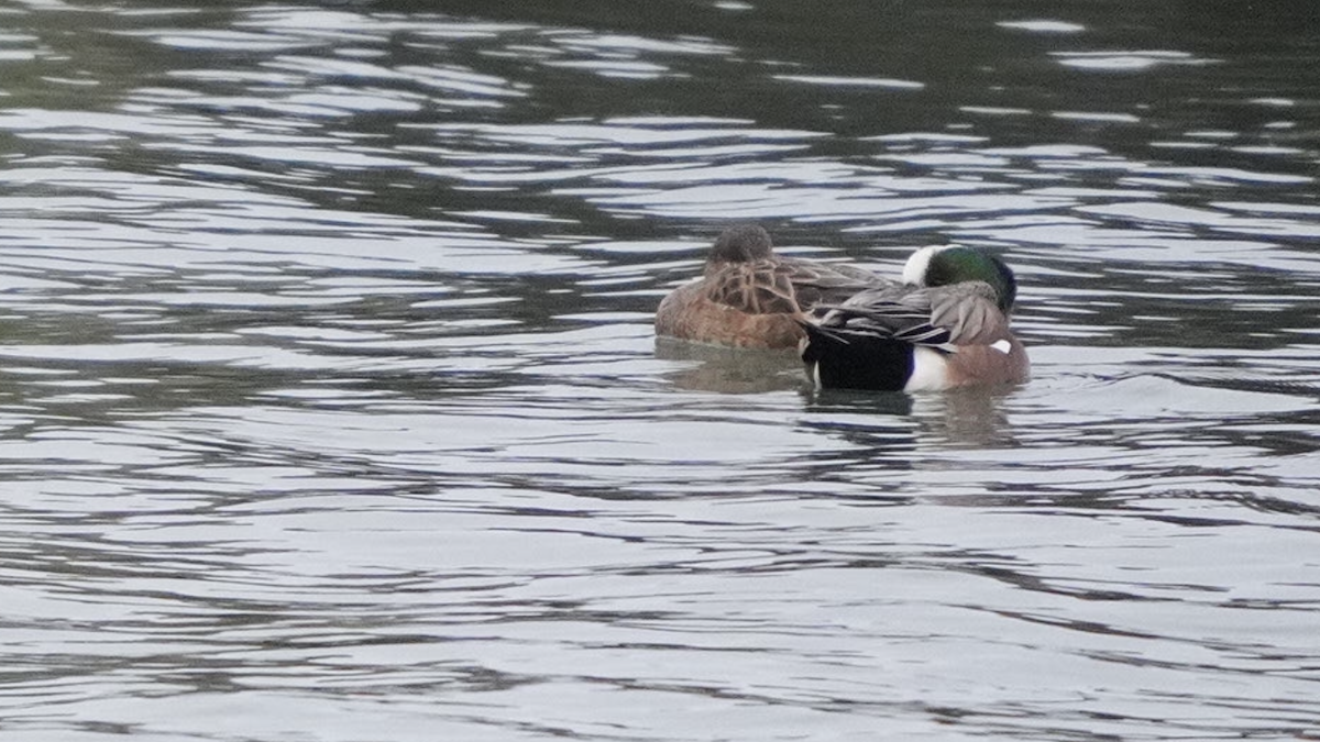 Свищ американський - ML528620301