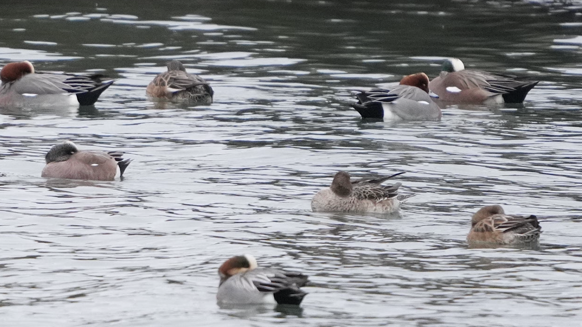 Свищ американський - ML528620311