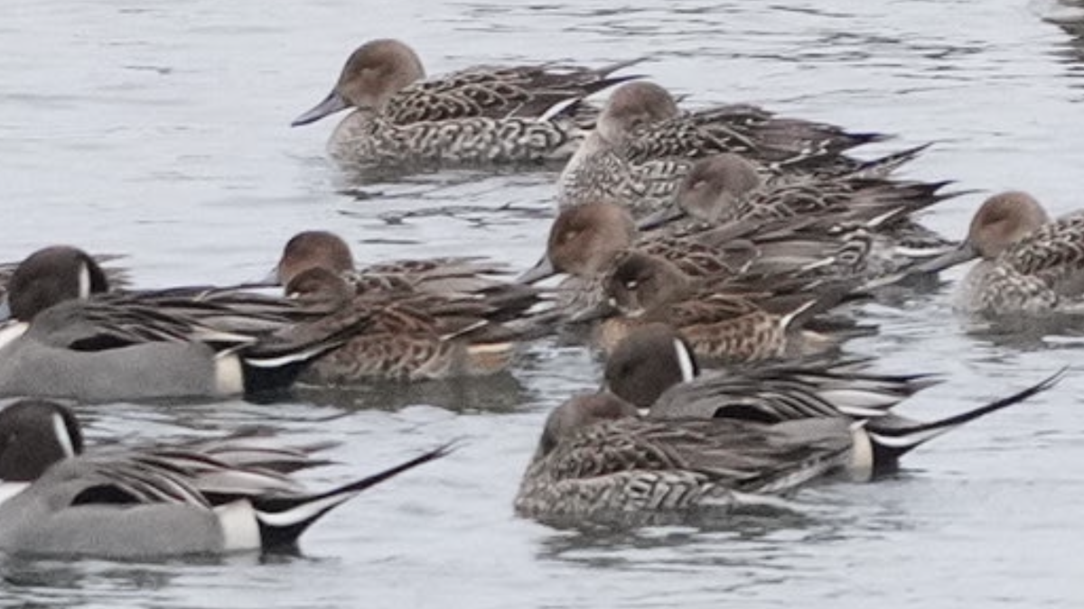 Чирянка-квоктун - ML528620391