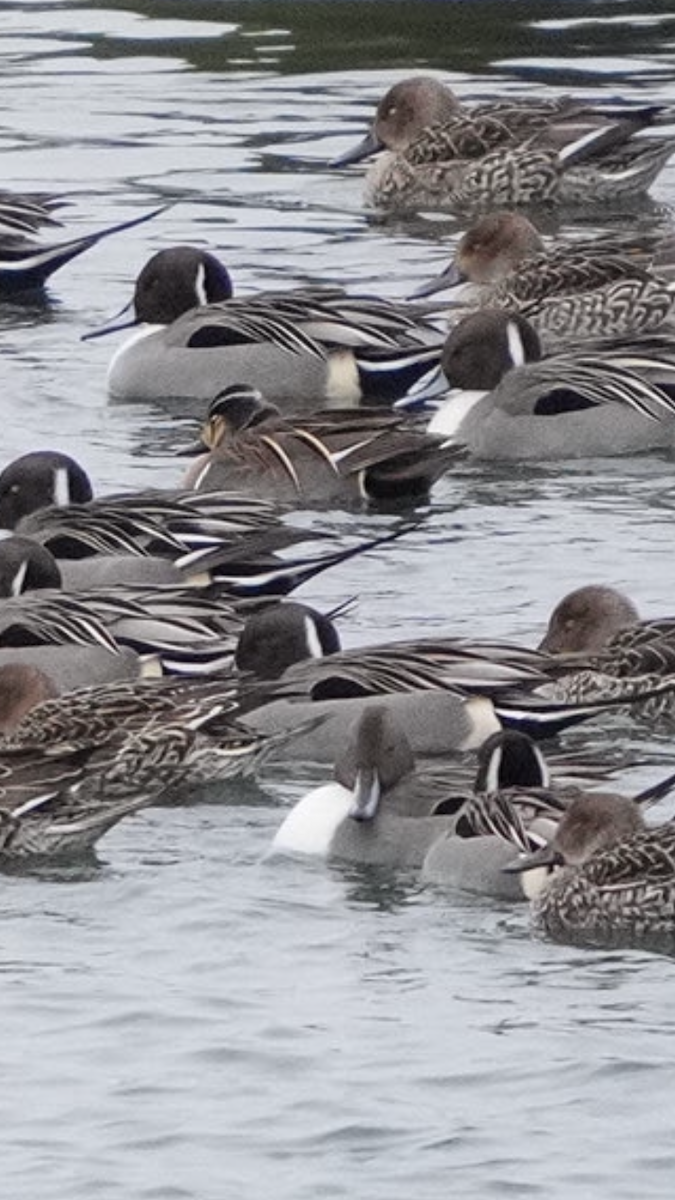 Клоктун - ML528620401