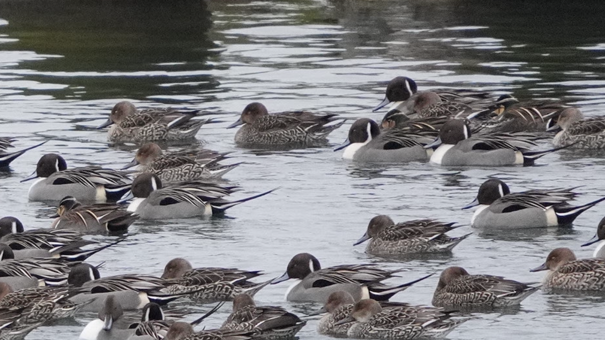 Чирянка-квоктун - ML528620411