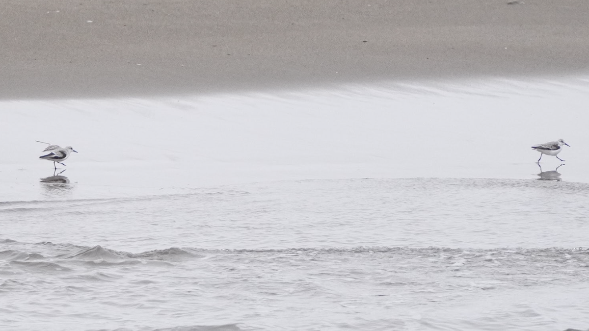 Песчанка - ML528620591