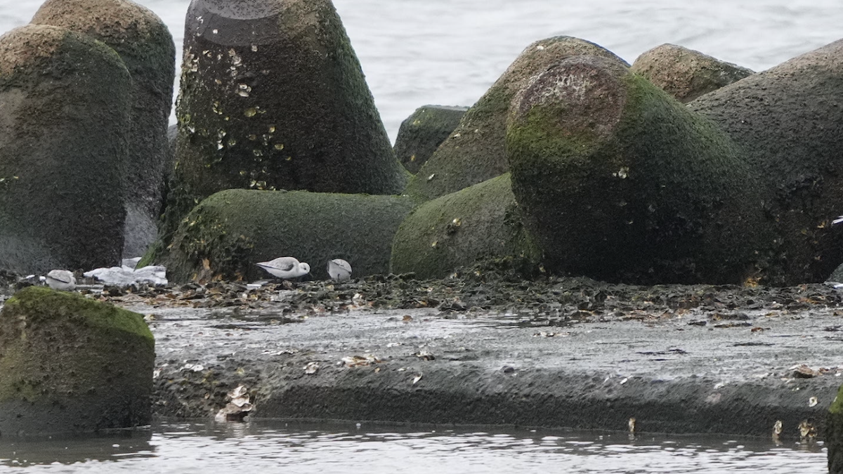 Побережник білий - ML528620601