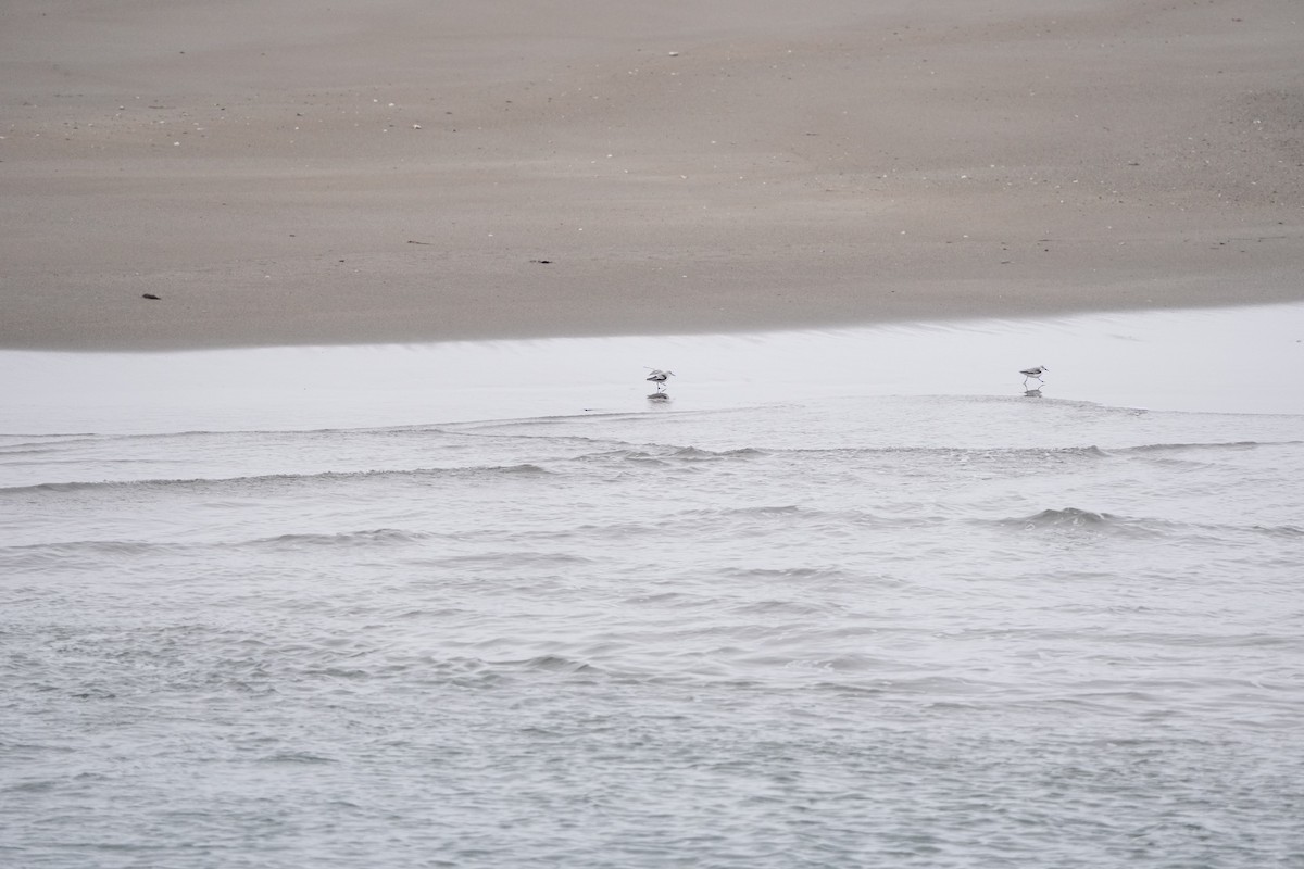 Bécasseau sanderling - ML528620611