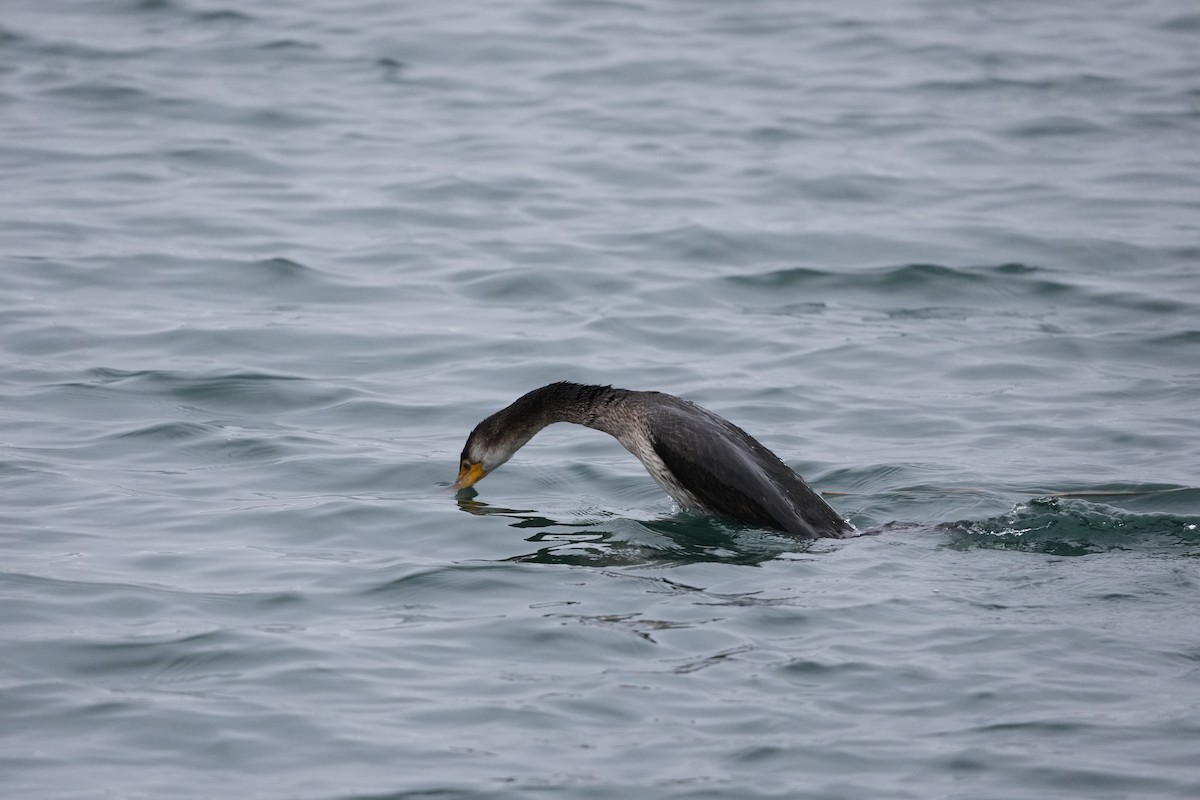 Баклан великий - ML528620791