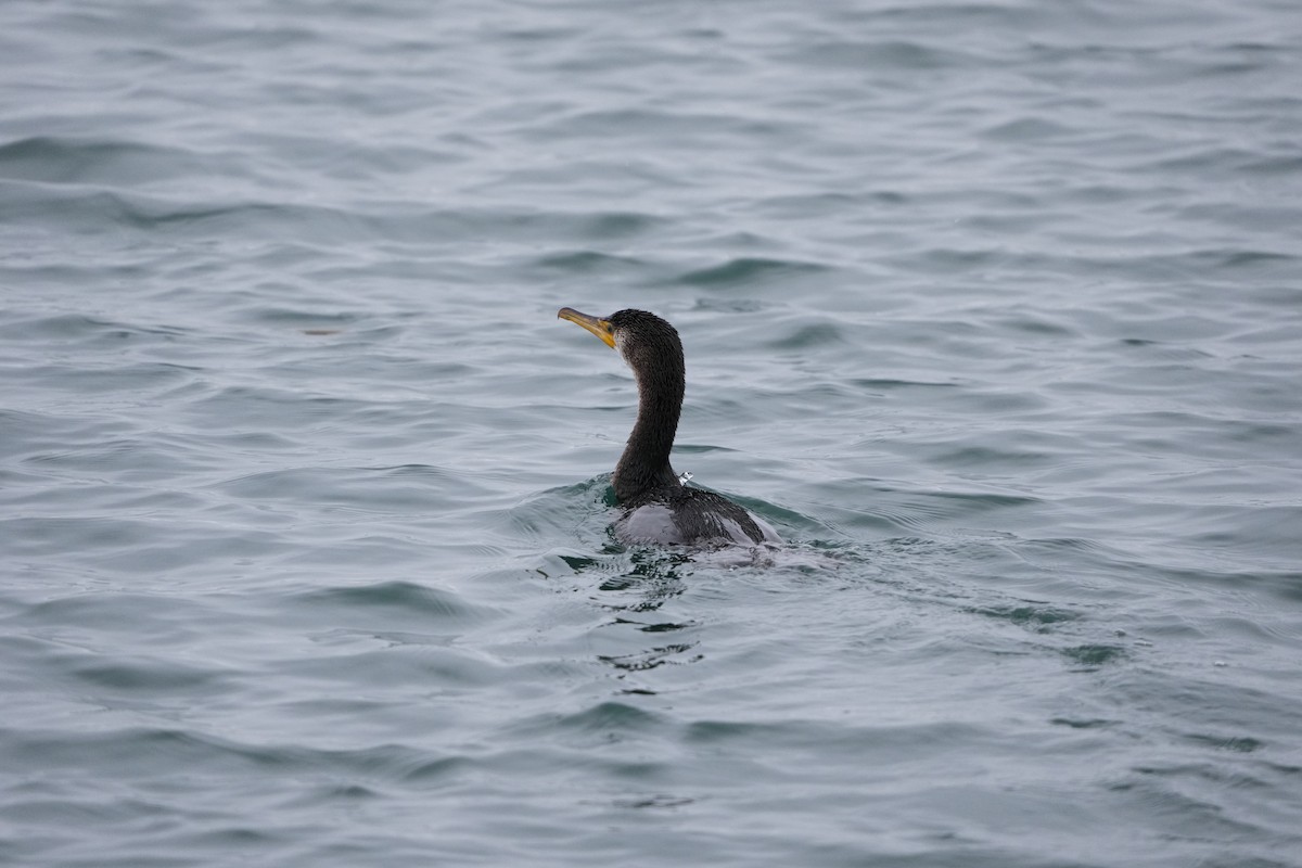 Great Cormorant - ML528620801