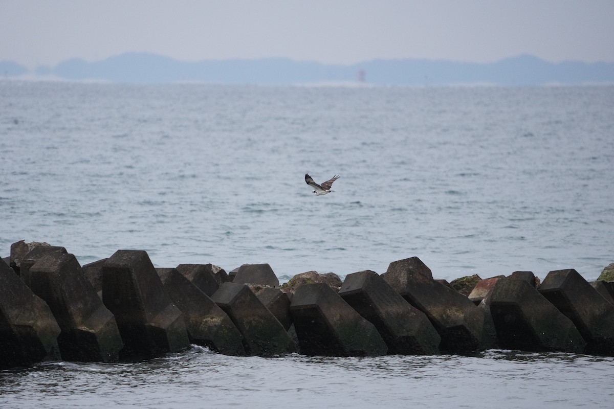 Скопа західна - ML528620841