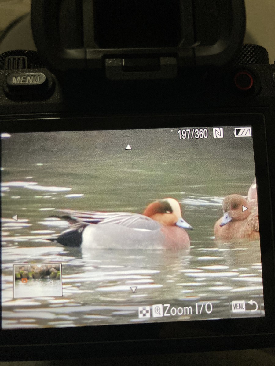 Eurasian x American Wigeon (hybrid) - ML528621081