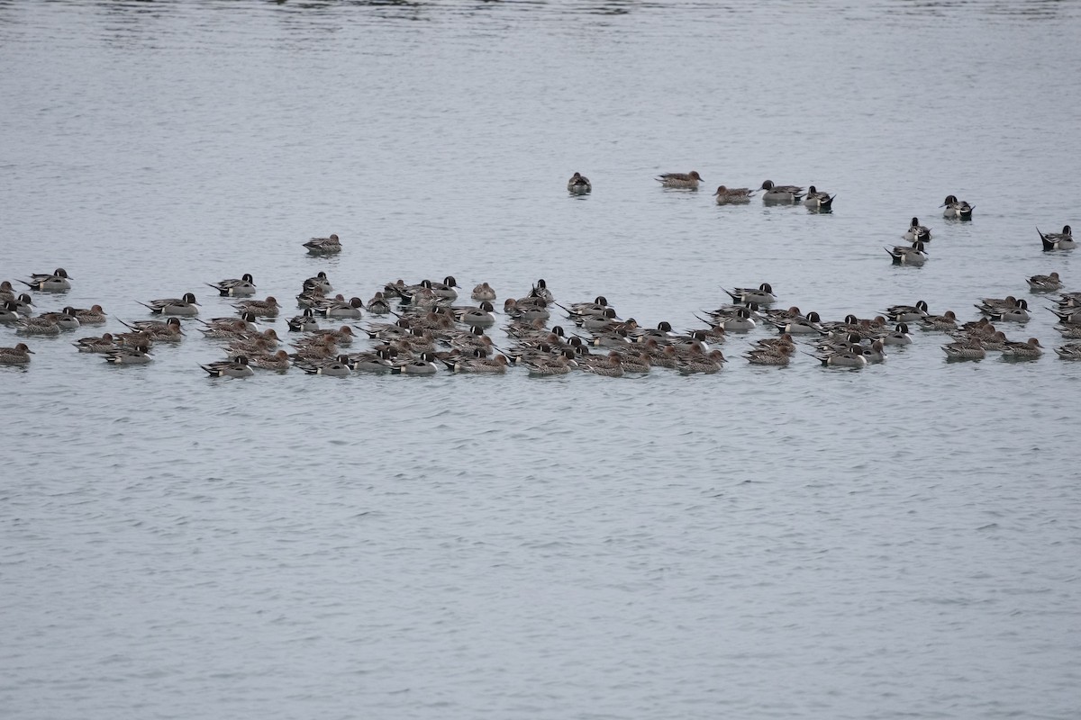 Northern Pintail - ML528621141