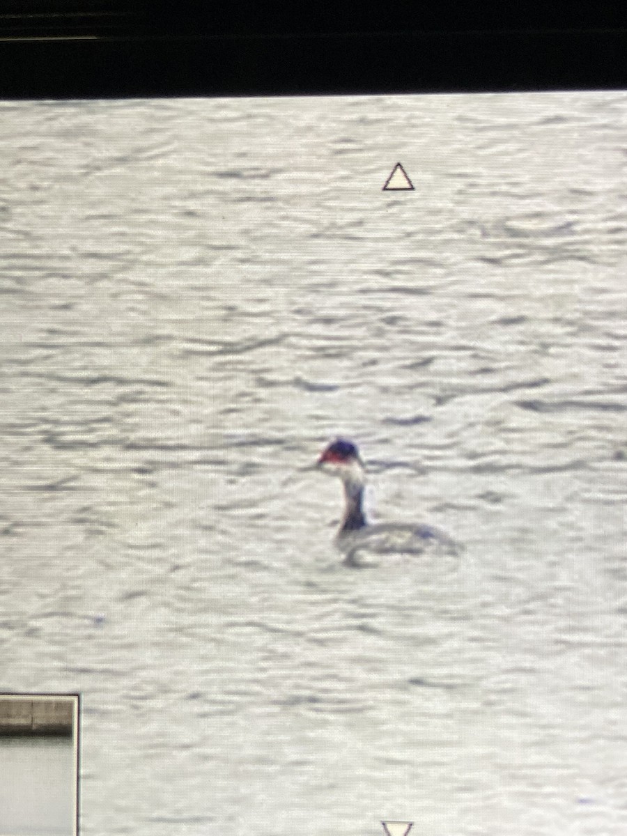 Пірникоза червоношия - ML528621191