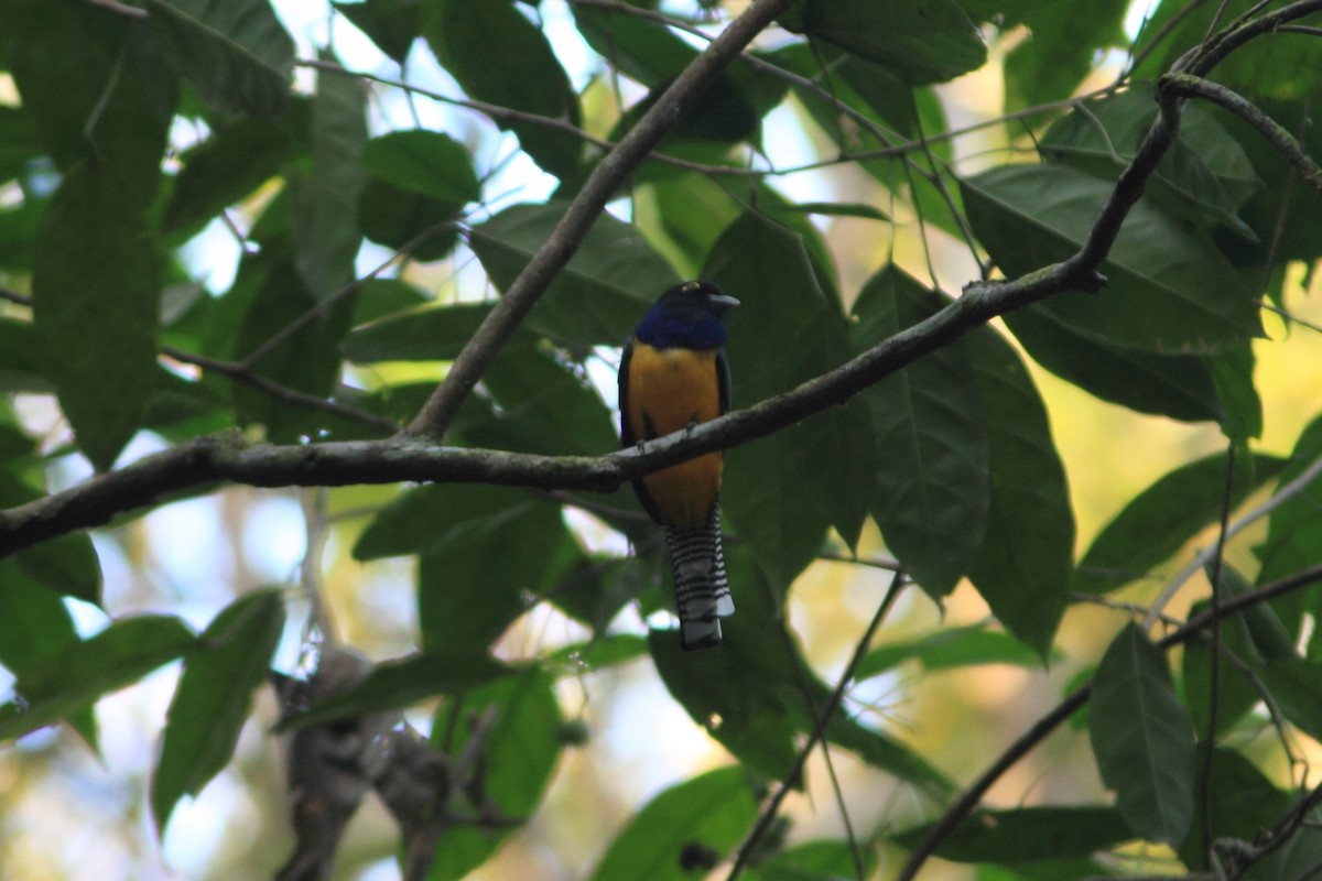 Gartered Trogon - ML528621201