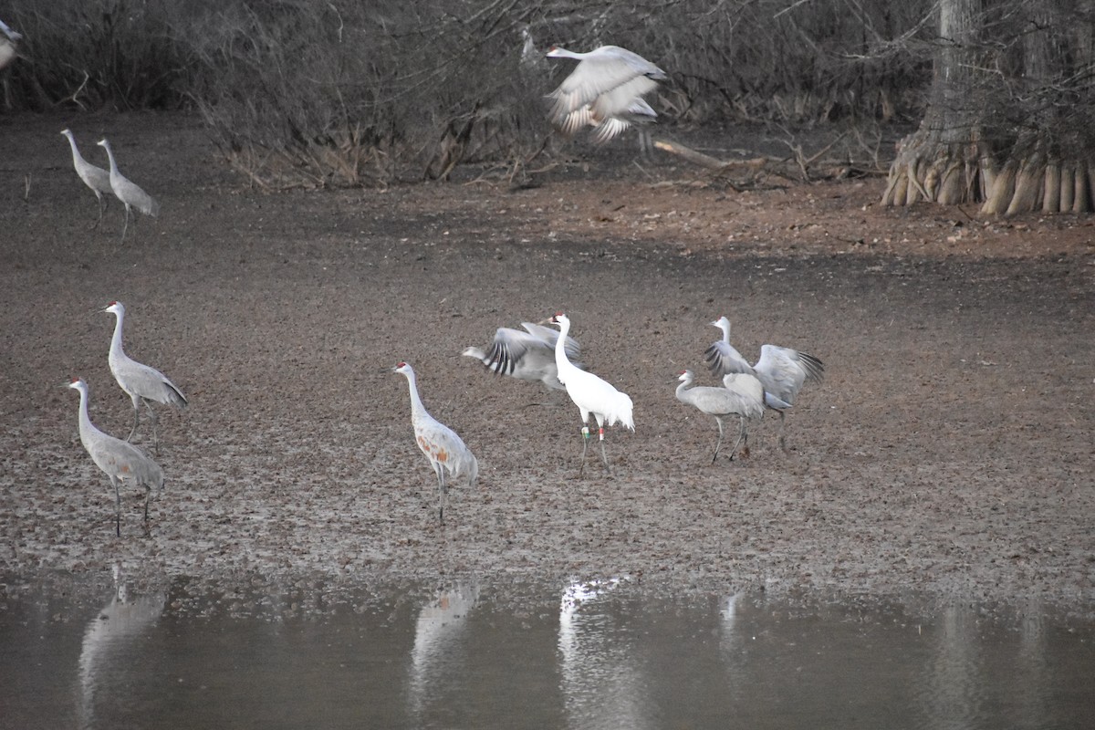 Whooping Crane - ML528621871