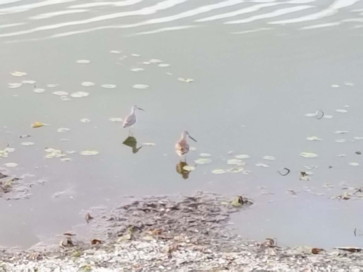 Stilt Sandpiper - Stephanie Green