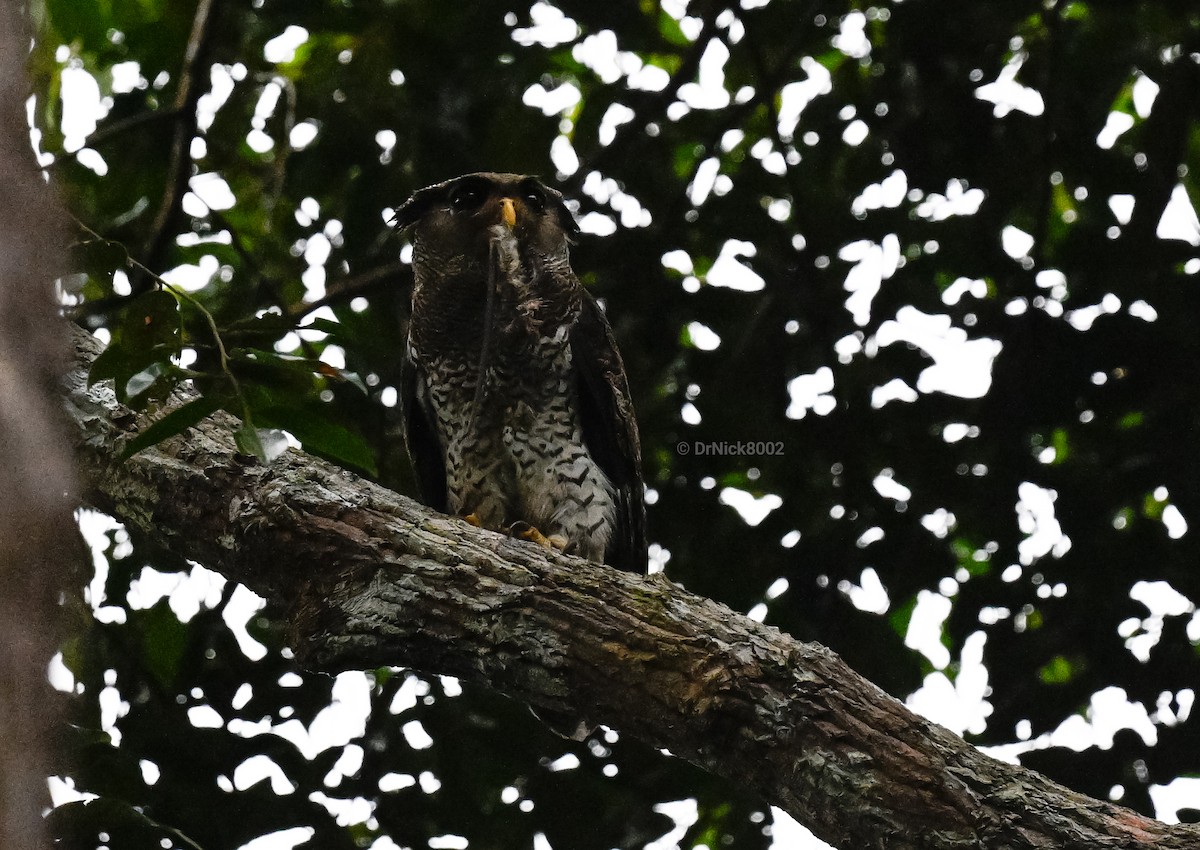 Barred Eagle-Owl - ML528623081