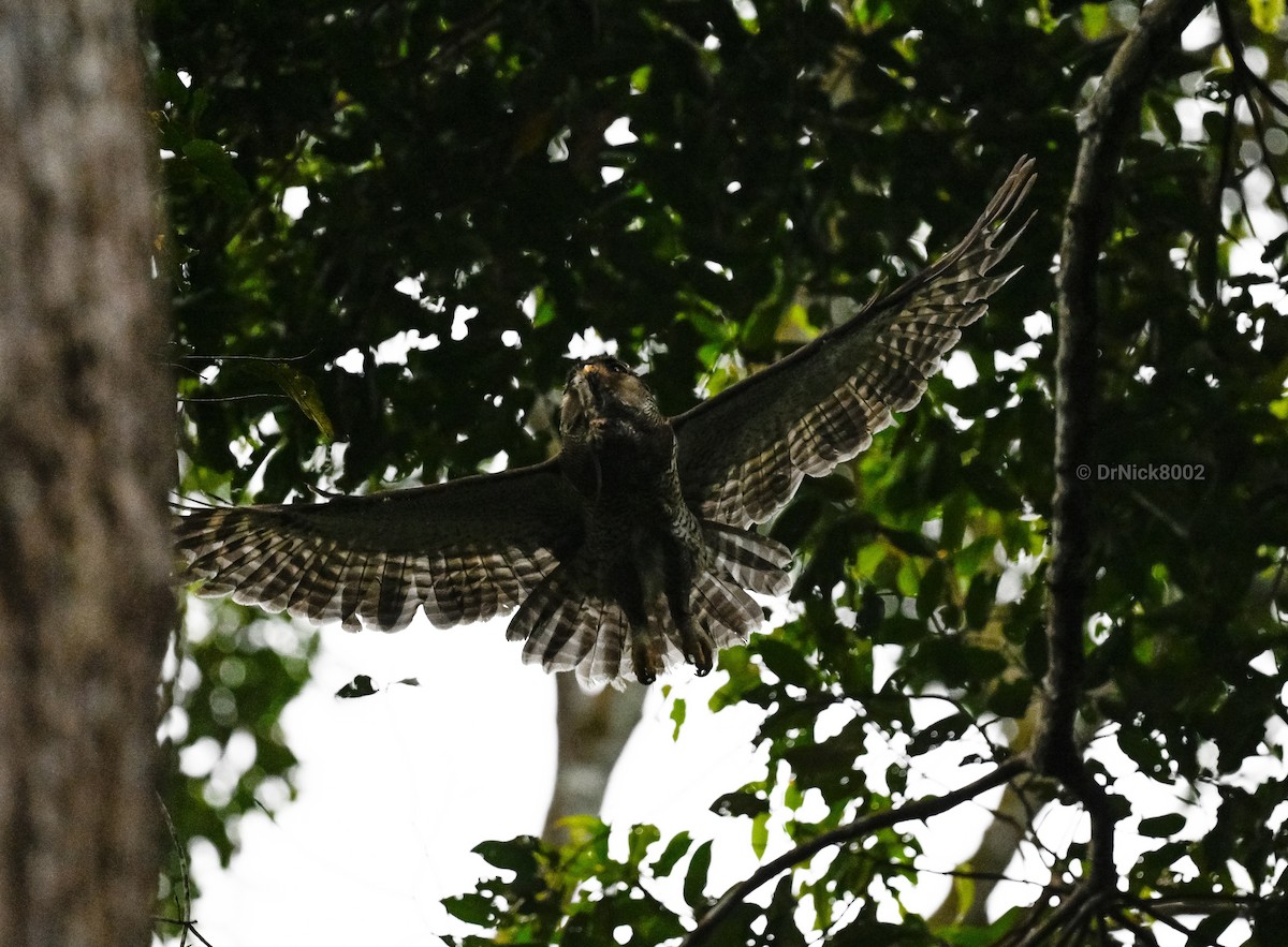 Barred Eagle-Owl - ML528623171