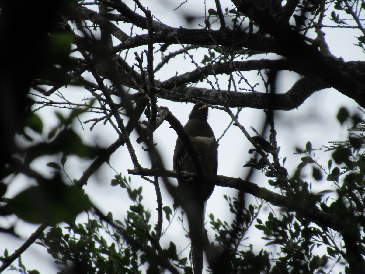 Trogon élégant - ML528623311