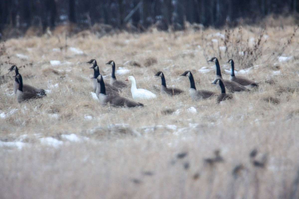 Snow Goose - ML528624101