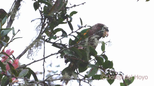 Conure à poitrine brune - ML528624741