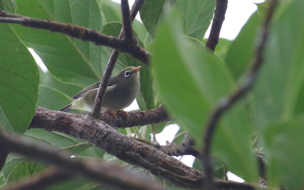 São-Tomé-Brillenvogel - ML528626721