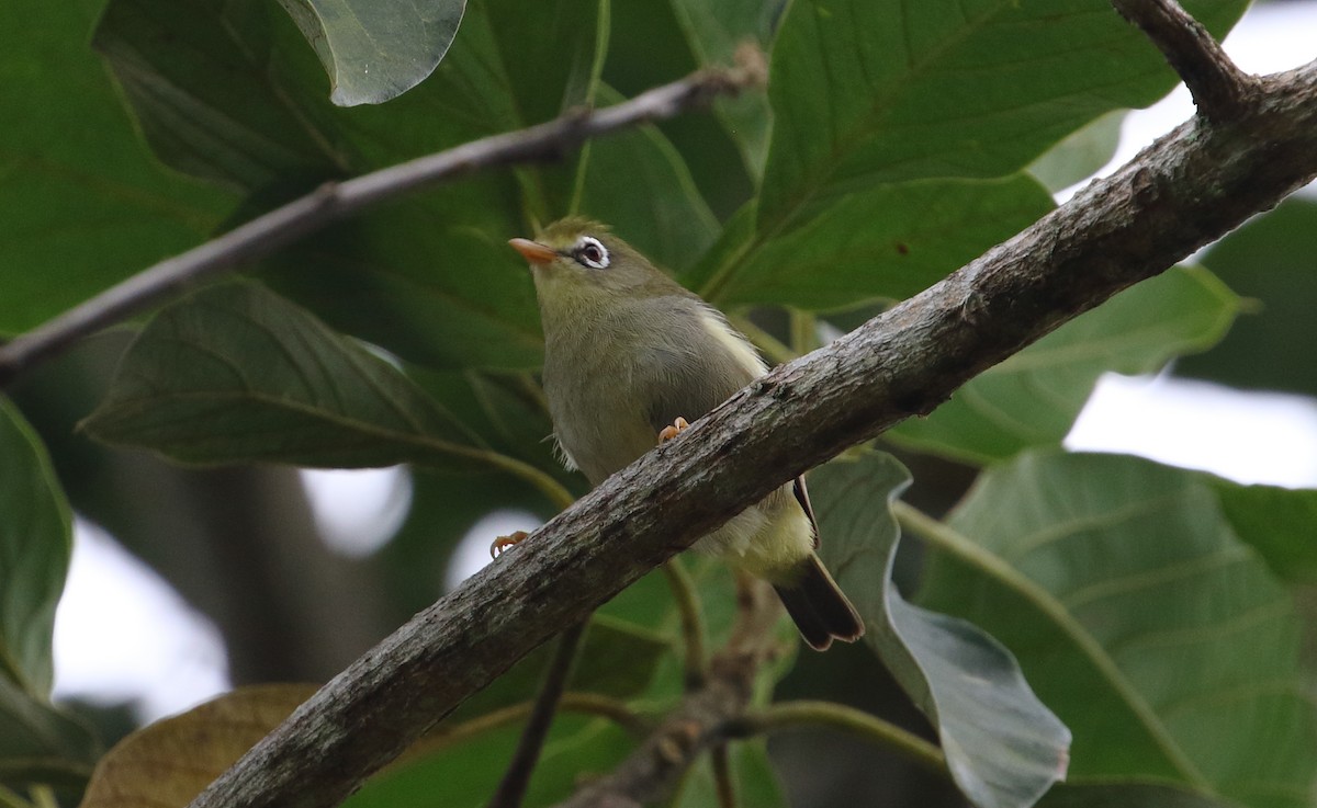 São-Tomé-Brillenvogel - ML528626731