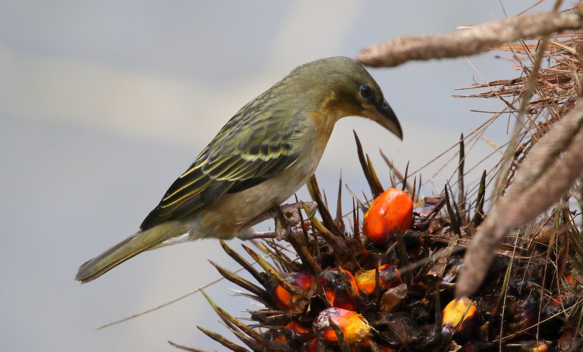 Giant Weaver - ML528627161