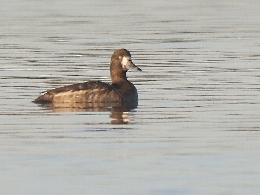 Greater Scaup - Jeff Osborne