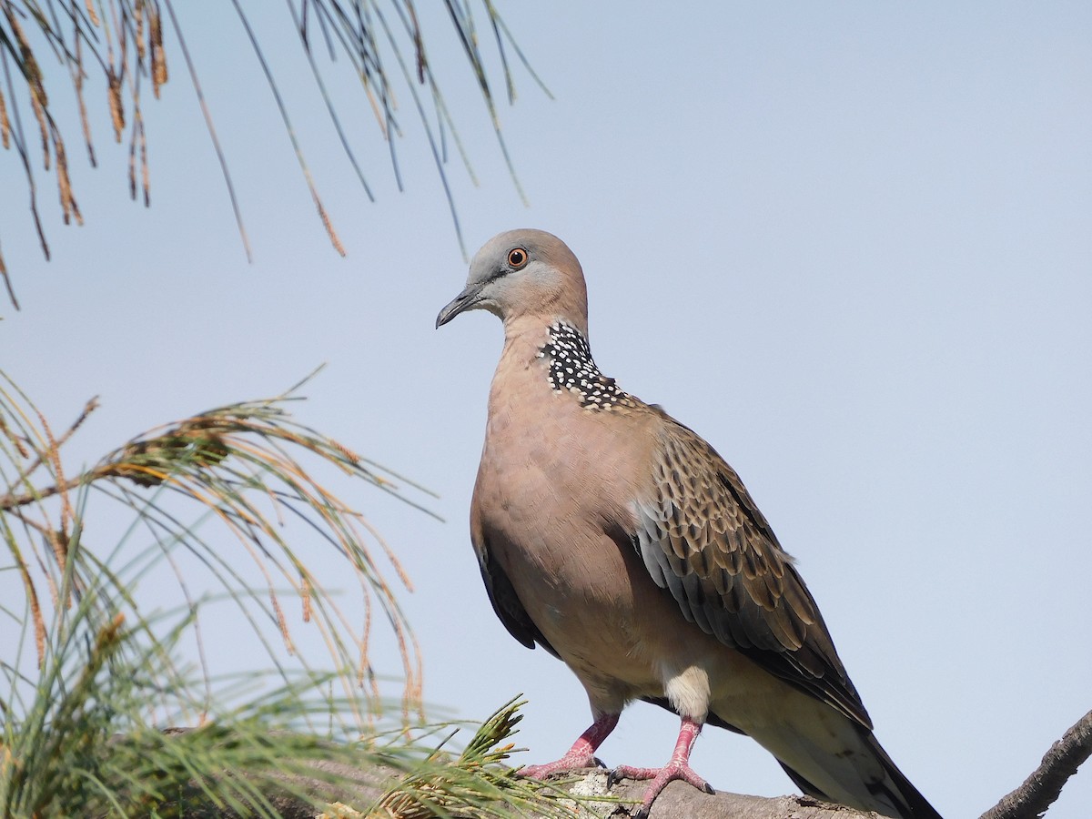 珠頸斑鳩 - ML528631301