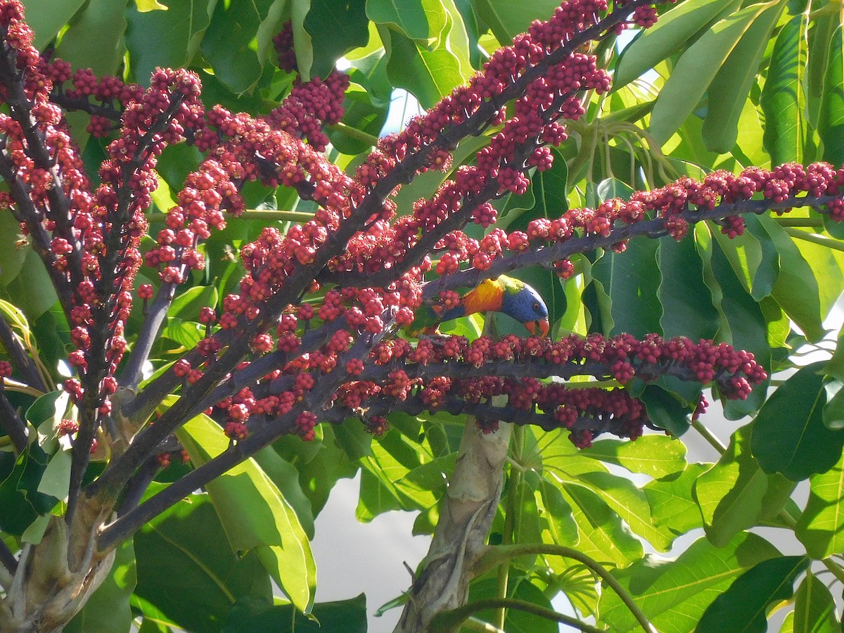 Rainbow Lorikeet - George Vaughan