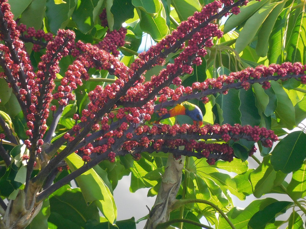 Rainbow Lorikeet - George Vaughan