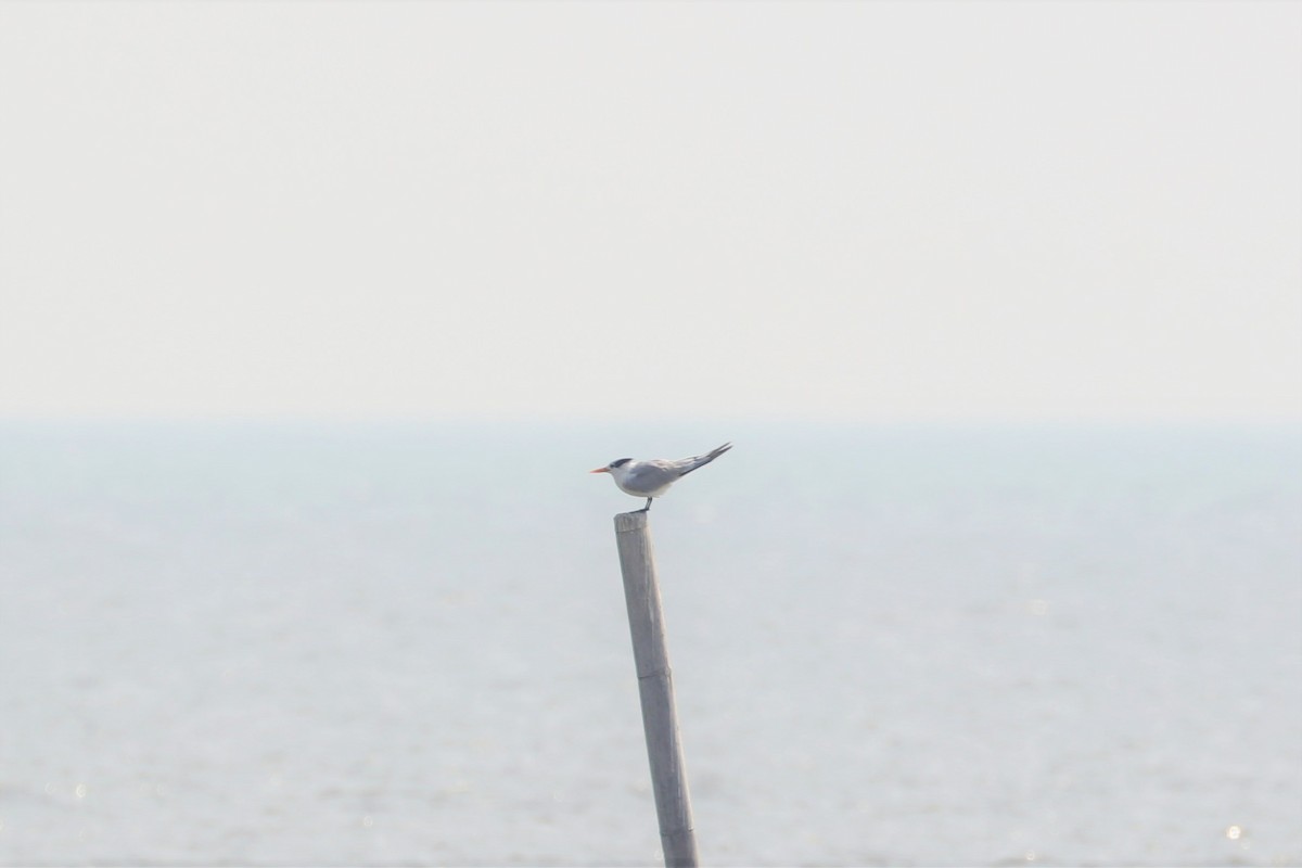 Lesser Crested Tern - ML528632391