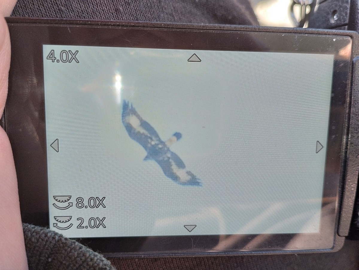 Golden Eagle - ML528633381