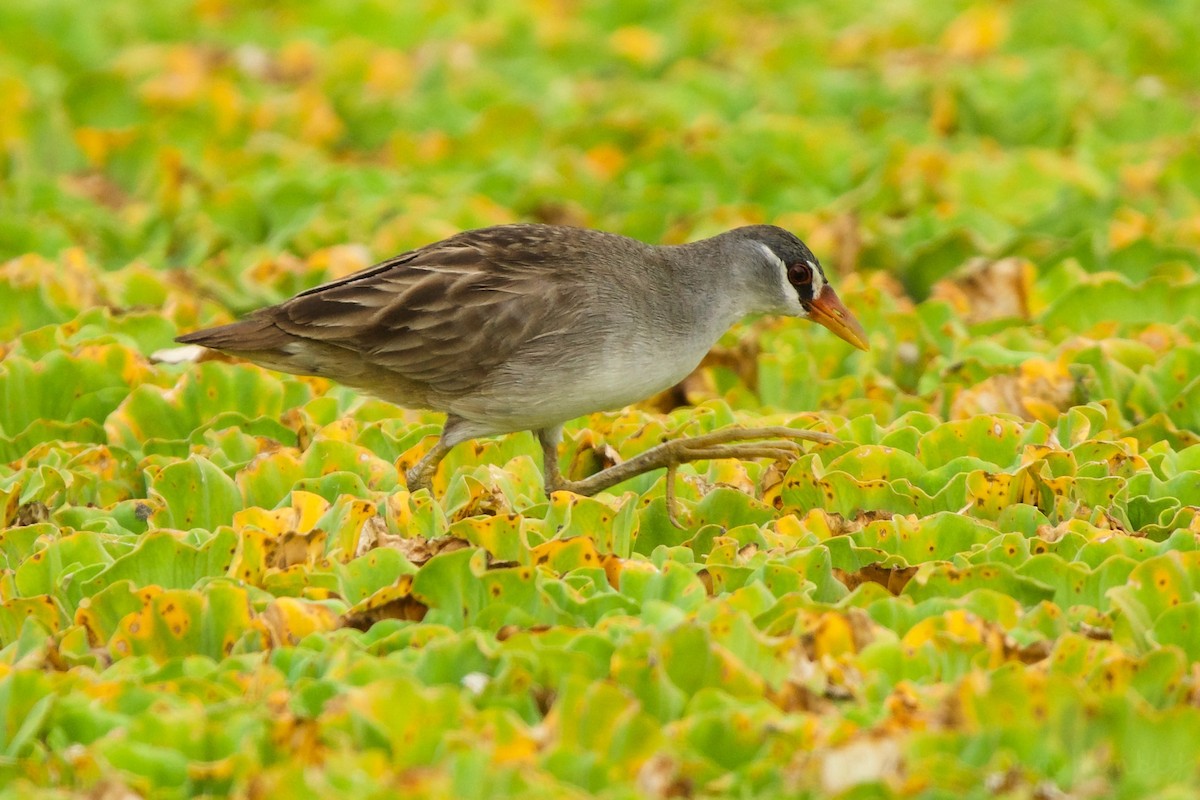 White-browed Crake - Sam Hambly