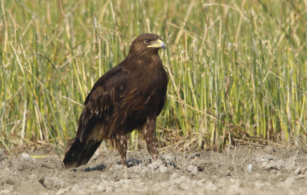 Greater Spotted Eagle - Bhaarat Vyas