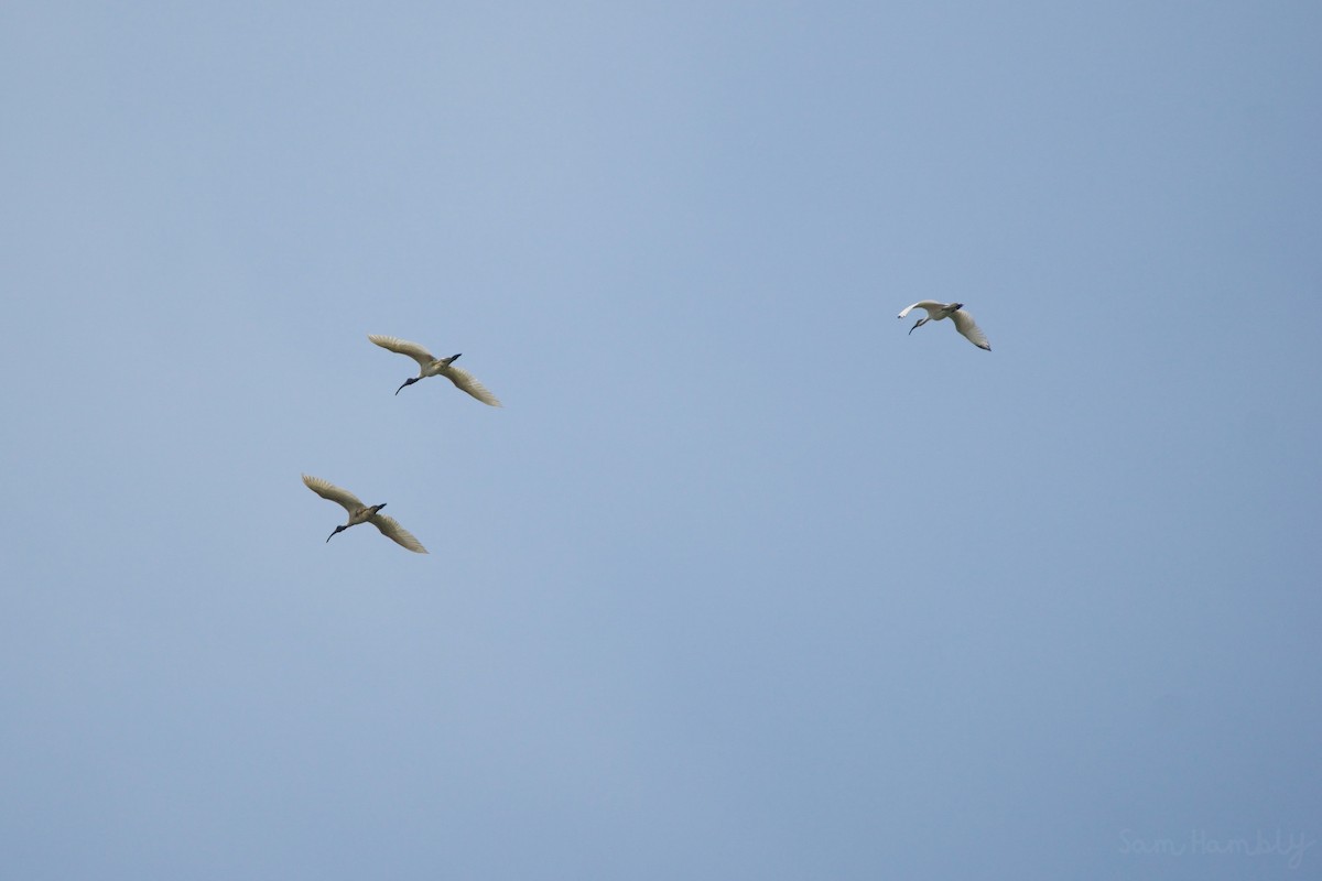 ibis černohlavý - ML528634501