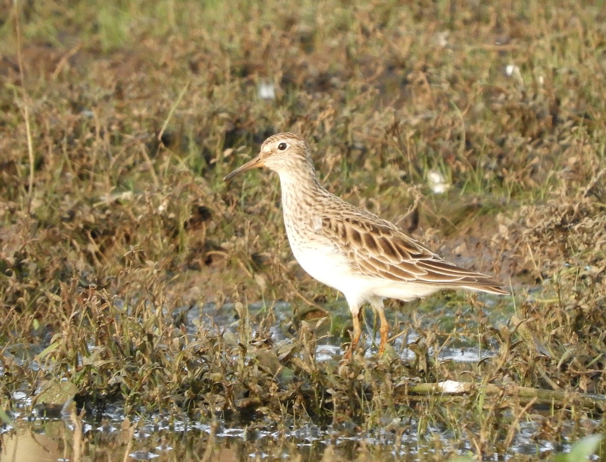 Pectoral Sandpiper - ML528634701