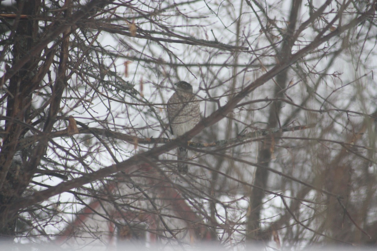 Sharp-shinned Hawk - ML528635671