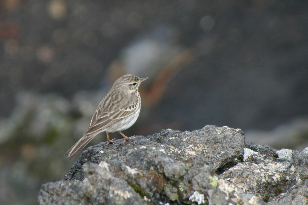 Berthelot's Pipit - ML528637991