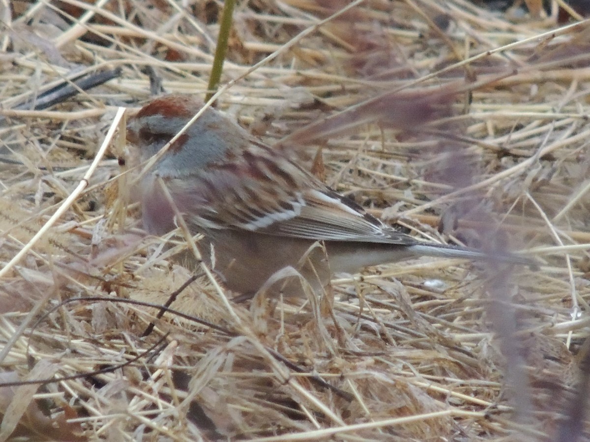 American Tree Sparrow - ML52863811