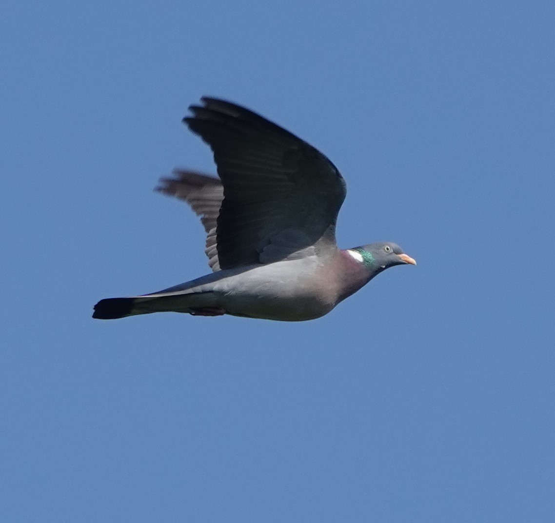 Common Wood-Pigeon - ML528638441